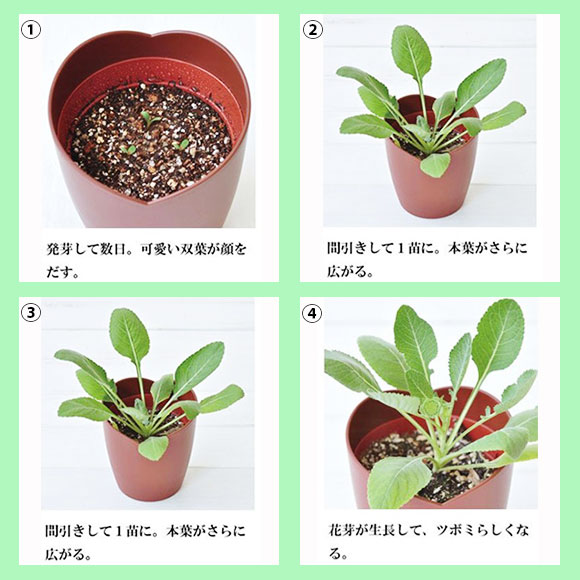 チョコレートデイジー栽培セット