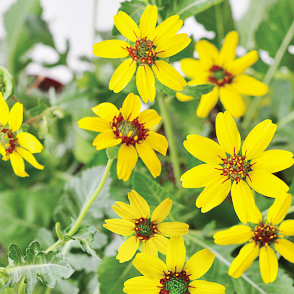 チョコレートデイジー栽培セット