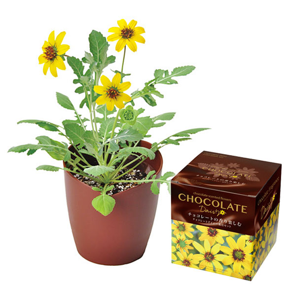 チョコレートデイジー栽培セット