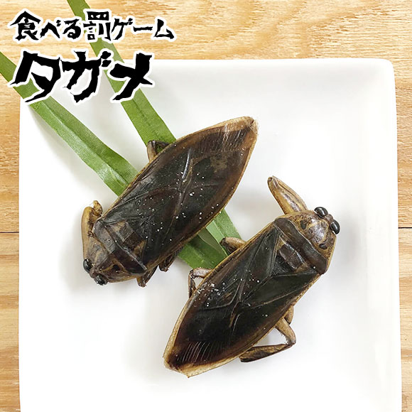 罰ゲーム食べる昆虫　タガメ