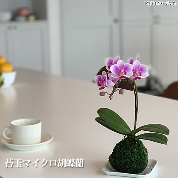 苔玉マイクロ胡蝶蘭