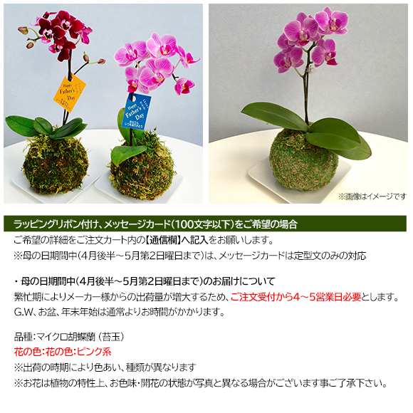 苔玉マイクロ胡蝶蘭