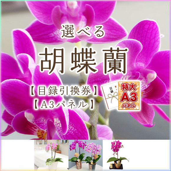 3種から選べる リビング胡蝶蘭