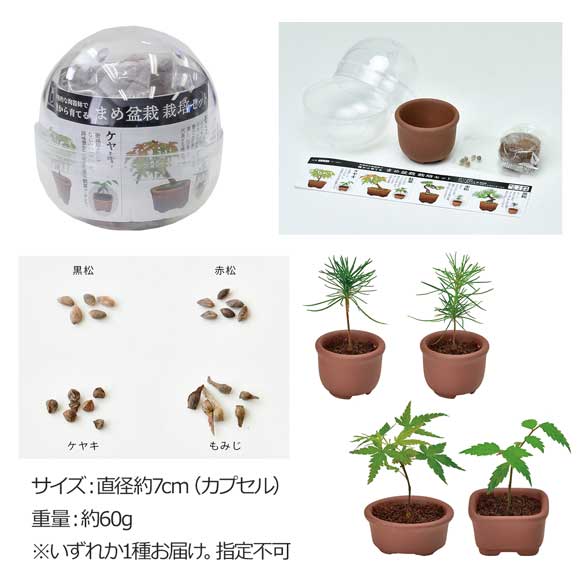 育てるカプセル まめ盆栽