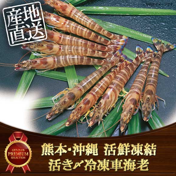 熊本・沖縄 活鮮凍結 活き〆冷凍車海老