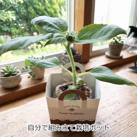 自分で組み立て栽培ポット
