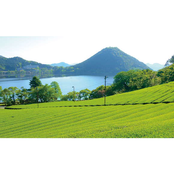 産地銘茶詰合せ WK-30