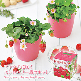 四季なりピンクの花咲くストロベリー栽培セット