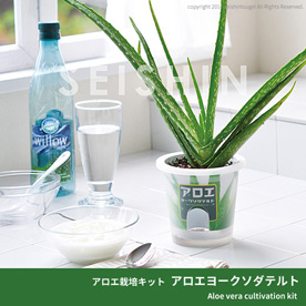アロエ栽培キット　アロエヨークソダテルト